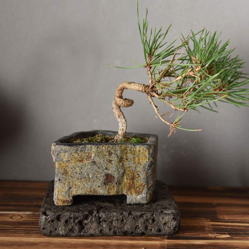 Basalt Natural Stone Flower Po - Desk Setup Plant incelemesi ve fiyatı